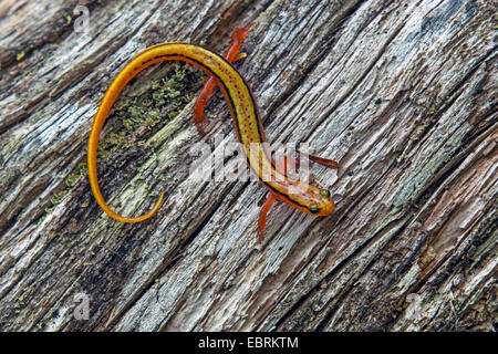 Blue Ridge a due righe (salamandra Eurycea wilderae), su deadwood, USA, Tennessee, il Parco Nazionale di Great Smoky Mountains Foto Stock