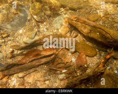 Hellbender (Cryptobranchus alleganiensis), sul fiume terra, USA, Tennessee, piccolo fiume Foto Stock