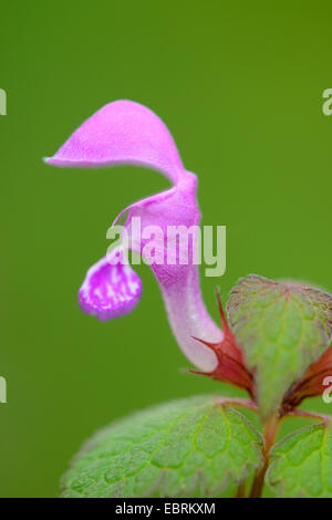Avvistato dead-ortica, spotted deadnettle (Lamium maculatum), fiori, Austria, la Stiria Foto Stock