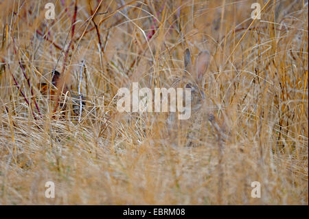 Coniglio europeo (oryctolagus cuniculus), coppia seduta ben mimetizzata in erba marram, Paesi Bassi, Texel Foto Stock