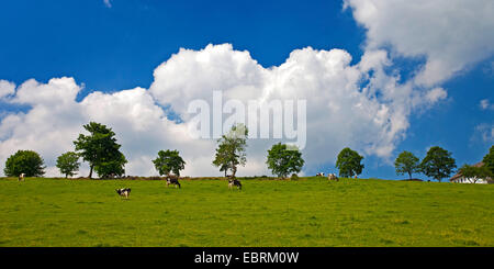 Gli animali domestici della specie bovina (Bos primigenius f. taurus), ripido pascolo con bestiame in Brenscheid, in Germania, in Renania settentrionale-Vestfalia, Sauerland, Nachrodt-Wiblingwerde Foto Stock