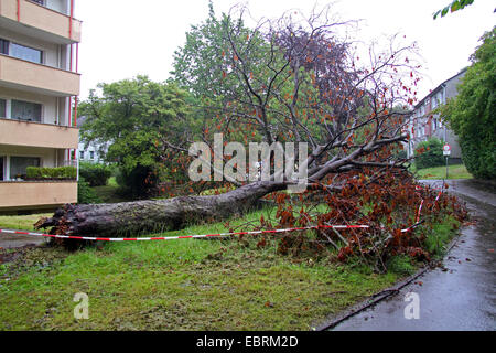 Comune di ippocastano (Aesculus hippocastanum) tronco caduto in una zona residenziale, in Germania, in Renania settentrionale-Vestfalia, la zona della Ruhr, Essen Foto Stock