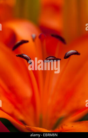 Lily (Lilium spec.), deatil di fllower con stame Foto Stock