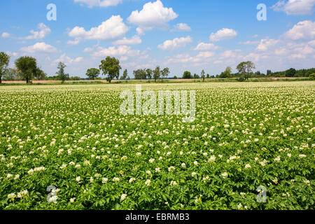 Patata (solanum tuberosum), grande fioritura campo di patate, in Germania, in Baviera Foto Stock