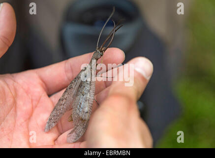Dobsonfly orientale (Corydalus cornutus ), maschio siede sulla mano umana, USA, Tennessee, il Parco Nazionale di Great Smoky Mountains Foto Stock