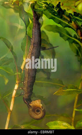 Maggiore argento beetle, grande acqua nera beetle, il coleottero acquatico, immersione beetle (Hydrophilus piceus, piceus idrata), larva feeds grande ramshorn, Germania Foto Stock