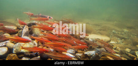 Tennessee Shiner e Warpaint shiner (Notropis leuciodus und Luxilus coccogenis ), la deposizione delle uova insieme in una scuola, USA, Tennessee, piccolo fiume Foto Stock