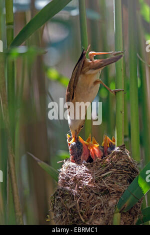 Trillo reed (Acrocephalus scirpaceus), Adulto alimenta fledged squeakers nel loro nido, in Germania, in Baviera Foto Stock