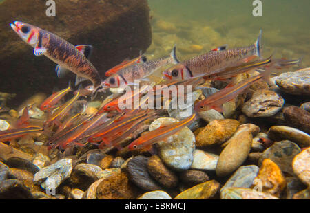 Tennessee Shiner e Warpaint shiner (Notropis leuciodus und Luxilus coccogenis ), la deposizione delle uova insieme in una scuola, USA, Tennessee, piccolo fiume Foto Stock