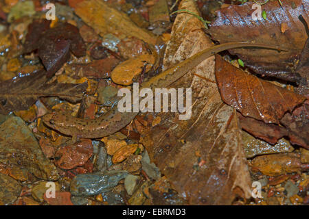 Trasudamenti salamander (cfr. Desmognathus aeneus), sul bagnato forest floor, USA, Tennessee, il Parco Nazionale di Great Smoky Mountains Foto Stock