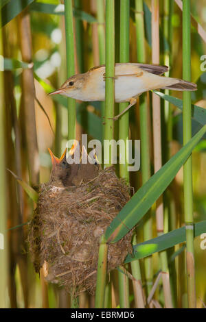 Trillo reed (Acrocephalus scirpaceus), Adulto alimenta squeakers nel nido, in Germania, in Baviera Foto Stock