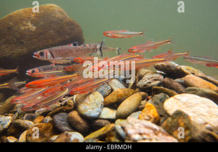 Tennessee Shiner e Warpaint shiner (Notropis leuciodus und Luxilus coccogenis ), la deposizione delle uova insieme in una scuola, USA, Tennessee, piccolo fiume Foto Stock