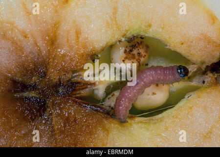 Apple tarma carpocapsa del melo, falena Codlin (Laspeyresia pomonella, Cydia pomonella, Carpocapsa pomonella), GRUB in un Apple core, in Germania, in Baviera Foto Stock