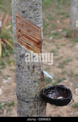 Hevea impianto di gomma, gomma brasiliano tree (Hevea Brasiliensis), toccando la gomma, Thailandia Foto Stock