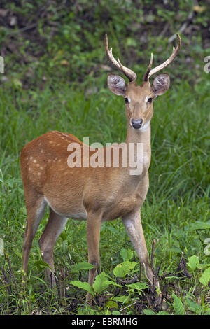 Thamin, Brow-antlered deer, Eld di cervo (Panolia eldii, Rucervus eldii, Cervus eldii), feste di addio al celibato in piedi in una radura, Thailandia, Huai Kha Khaeng fauna selvatica Sanctua Foto Stock