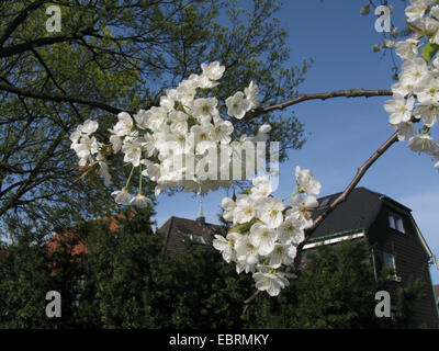 Ciliegio selvatico, ciliegio dolce, fisarmonica Gean, mazzard (Prunus avium), albero in fiore, in Germania, in Renania settentrionale-Vestfalia, la zona della Ruhr, Hattingen Foto Stock