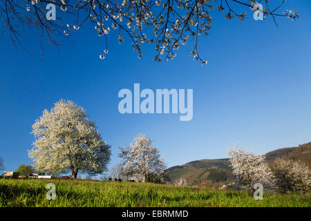 Il ciliegio, ciliegio dolce (Prunus avium), alberi fioriti in un prato, GERMANIA Baden-Wuerttemberg Foto Stock