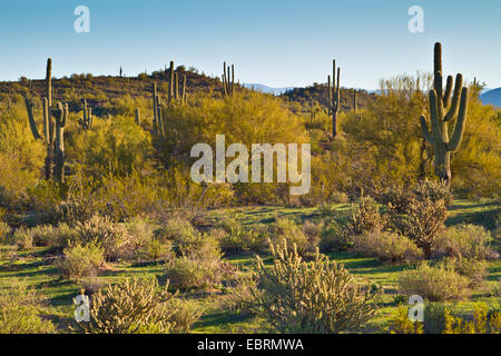 Cactus saguaro (Carnegiea gigantea, Cereus giganteus), cactus nel deserto di Sonora, USA, Arizona Foto Stock