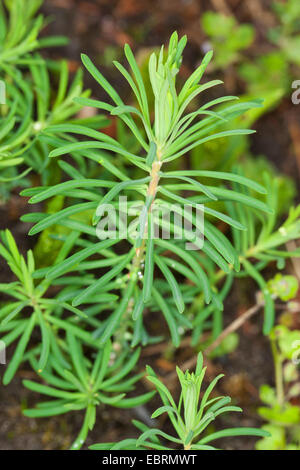 Il cipresso (Euforbia Euphorbia cyparissias), Giovani foglie prima della fioritura, Germania Foto Stock