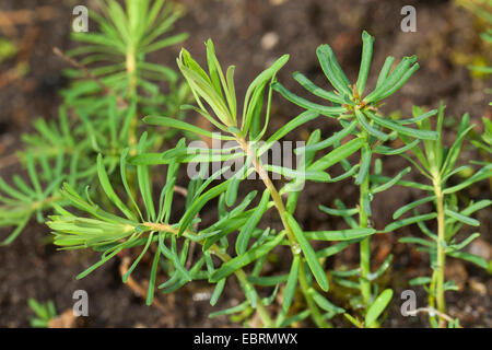 Il cipresso (Euforbia Euphorbia cyparissias), Giovani foglie prima della fioritura, Germania Foto Stock