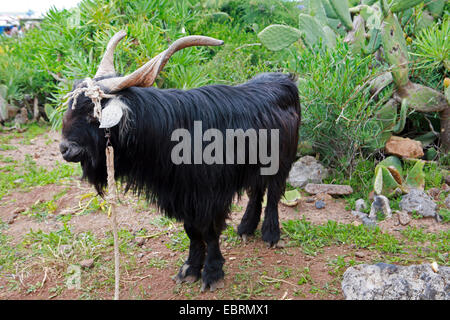 Capra domestica (Capra hircus, Capra aegagrus f. hircus), in piedi tenuti al guinzaglio davanti a un cactus, Isole Canarie, Tenerife Foto Stock