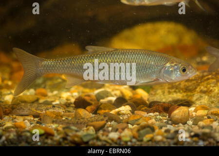 Dace (Leuciscus leuciscus), nuoto, Germania Foto Stock