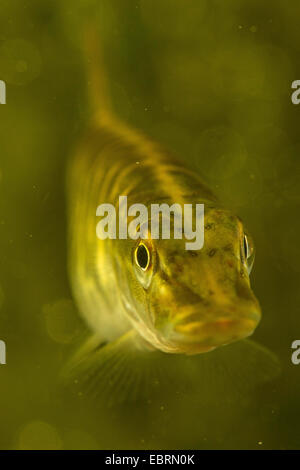 Pike, northern luccio (Esox lucius), ritratto, Germania Foto Stock