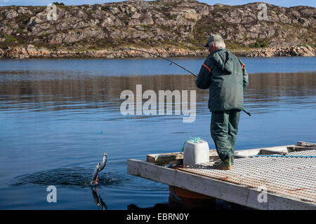 Atlantico sgombro, comune sgombro (Scomber scombrus), il pescatore di pesca sul Boardwalk, Norvegia, Hitra Foto Stock