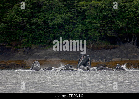 Humpback Whale (Megaptera novaeangliae), bolla di alimentazione rete, STATI UNITI D'AMERICA, Alaska, Admirality Isola, Lynn Canal Foto Stock