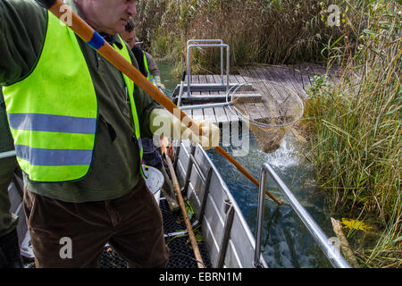 Electrofishing in un lago per il controllo della popolazione, Germania Foto Stock