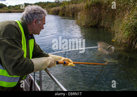 Anguilla anguilla europea, fiume anguilla (Anguilla anguilla), electrofishing in un lago per il controllo della popolazione, la cattura di anguilla, Germania Foto Stock