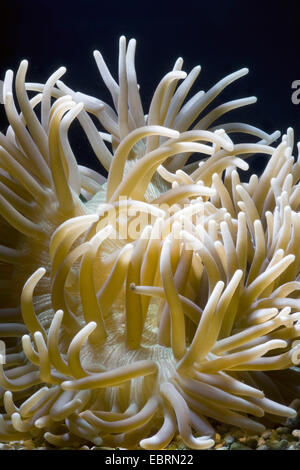 Cuoio anemone, coriacea anemone marittimo (Heteractis crispa), vista ravvicinata di un coriaceo anemone marittimo Foto Stock