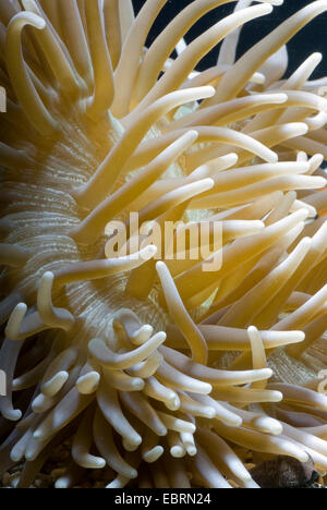 Cuoio anemone, coriacea anemone marittimo (Heteractis crispa), il dettaglio di un coriaceo anemone marittimo Foto Stock