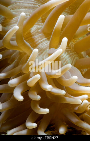 Cuoio anemone, coriacea anemone marittimo (Heteractis crispa), ripresa macro di un coriaceo anemone marittimo Foto Stock
