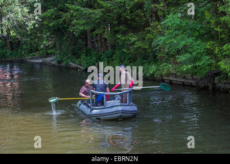 Electrofishing, il controllo del magazzino per la direttiva quadro in materia di acque, in Germania, in Baviera, Fluss Dorfen Foto Stock