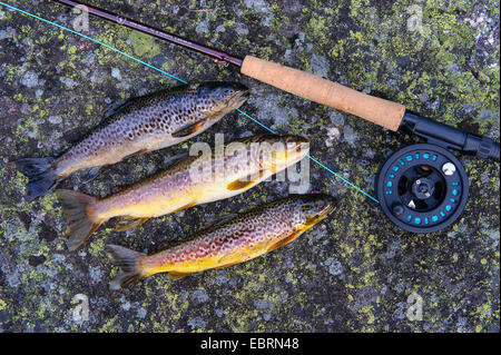 La trota fario trota di fiume, trota di fiume (Salmo trutta fario), tre trote pescate a pesca a mosca, Norvegia, Lauvsnes Foto Stock