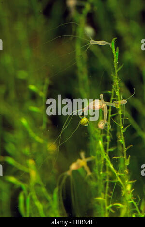 Brown europeo (Hydra Hydra vulgaris), Colonia eith catturati ciclope Foto Stock