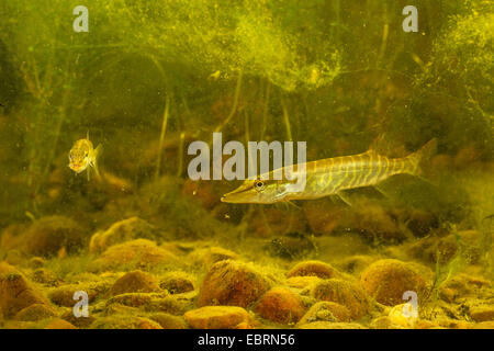 Pike, northern luccio (Esox lucius), in agguato per un minore conspecific, Germania Foto Stock