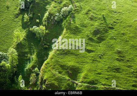 Pecore al pascolo su una pendenza ripida di Wolfscote Dale in Peak District. Verde d'estate. Foto Stock