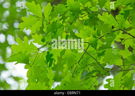 Quercia bianca (Quercus alba), foglie, STATI UNITI D'AMERICA, il Tennessee, il Parco Nazionale di Great Smoky Mountains Foto Stock