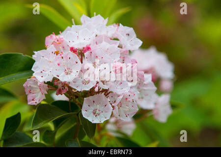 Mountain laurel (Kalmia latifolia), infiorescenza, USA, Tennessee, il Parco Nazionale di Great Smoky Mountains Foto Stock