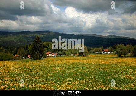 Nuvole scure al di sopra di tarassaco prato in primavera, vista Lusen, in Germania, in Baviera, il Parco Nazionale della Foresta Bavarese Foto Stock