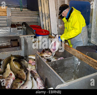 Merluzzo bianco, merluzzo bianco, codling (Gadus morhua), le catture di merluzzo bianco è macellato a bordo, Norvegia, Isole Lofoten Foto Stock