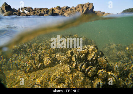 Cozza blu, bay cozze, cozza, comune Cozza blu (Mytilus edulis), letti di cozze in zona intercotidale, Francia Bretagna, Erquy Foto Stock