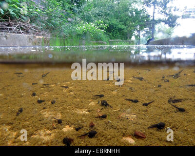 Natterjack toad, natterjack, British toad (Bufo calamita), Girini in un bacino di un sito industriale, in Germania, in Renania settentrionale-Vestfalia, la zona della Ruhr, Duisburg Foto Stock