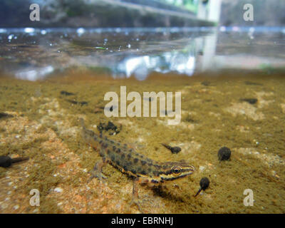 Newt liscia (Triturus vulgaris, Lissotriton vulgaris ) e natterjack girini in un bacino di un sito industriale, in Germania, in Renania settentrionale-Vestfalia, la zona della Ruhr, Duisburg Foto Stock