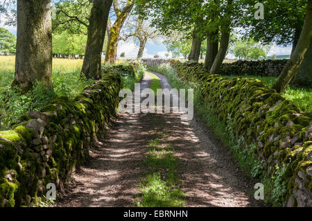 Paese di lingua inglese lane con pareti in pietra calcarea e l'ombra di alberi a sbalzo. Fresco e ombroso su una soleggiata giornata d'estate. Foto Stock