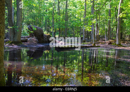 Laghetto di foresta in un antico bosco di latifoglie con immagine speculare, USA, Tennessee, il Parco Nazionale di Great Smoky Mountains Foto Stock