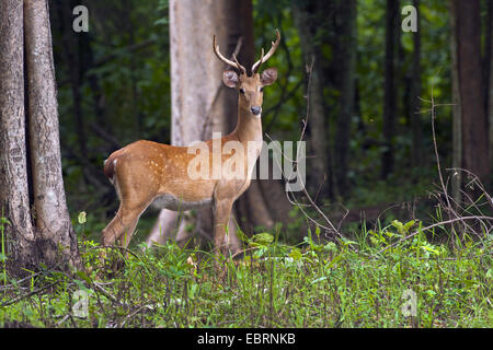 Thamin, Brow-antlered deer, Eld di cervo (Panolia eldii, Rucervus eldii, Cervus eldii), feste di addio al celibato permanente al margine della foresta, Thailandia, Huai Kha Khaeng fauna selvatica Sanctua Foto Stock