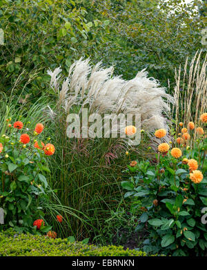 Miscanto, Zebra erba, erba di Tiger (Miscanthus sinensis 'Silberfeder', Miscanthus sinensis Silberfeder), cultivar Silberfeder con georginas Foto Stock